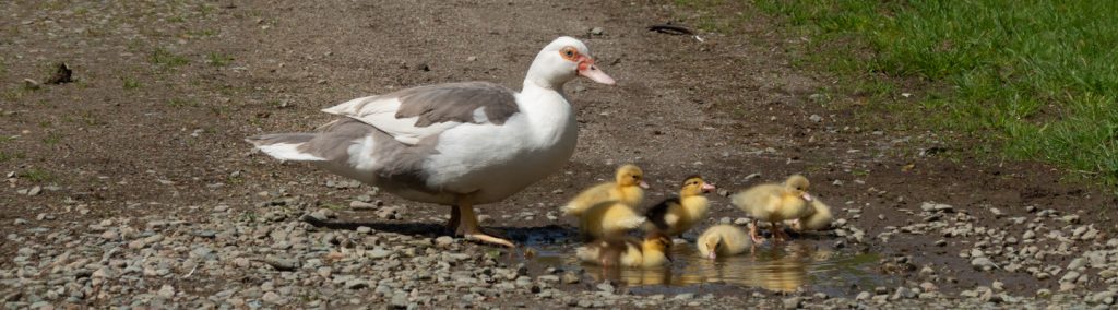 Ducklings