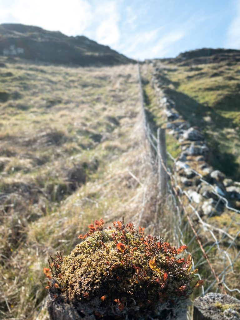 Hill Farm Fields- Even the Posts are Mossy